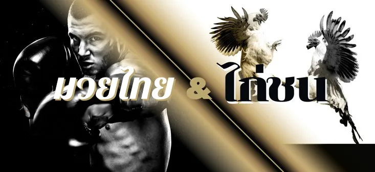 Banner promoting Ufabet888 Muay Thai and cockfighting online betting, showing a Muay Thai boxer and two fighting roosters with gold and black design.